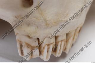 animal skull teeth 0005